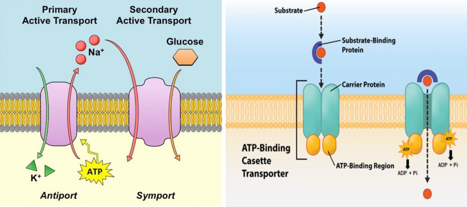 Adenosine triphosphate (ATP) Introduction, Structure, Biosynthesis