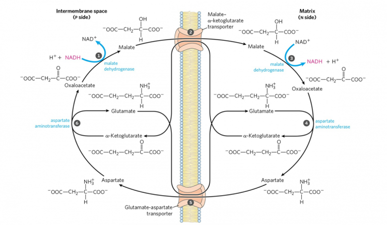 Shuttle Pathways Or Systems Glycerophosphate Shuttle And Malate