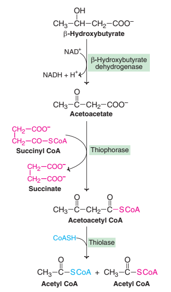 activity-8-chemical-examination-of-urine-ketone-bodies-using-manual