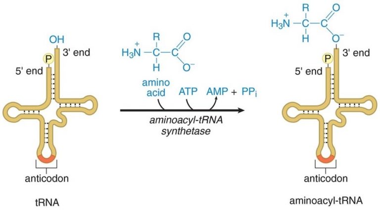 Adenosine Triphosphate Atp Introduction Structure Biosynthesis