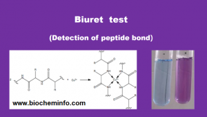 Biuret Test: Principle, Reaction, Requirements, Procedure And Result ...