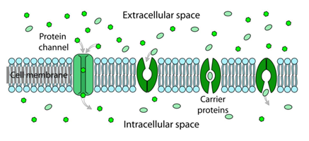 Image Online Biochemistry Notes